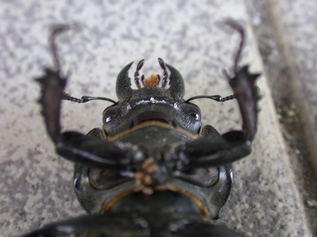 Sarebbe morto...? Lucanus tetraodon